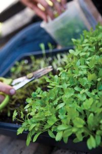 Indoor-Garden-of-Microgreens-jpg